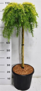 Cedrus deodara 'Lime Glow' sur tige 60 cm C13