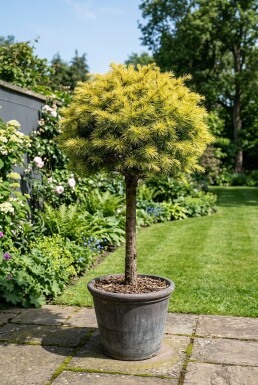 Cedrus deodara 'Lime Glow' sur tige 60 cm C13