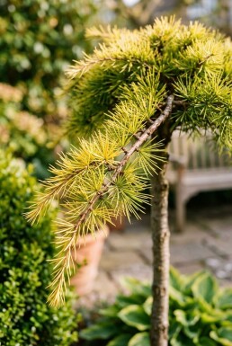 Cedrus deodara 'Lime Glow' sur tige 60 cm C13