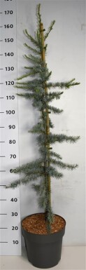 Cedrus libani 'Glauca' arbuste 125-150 cm C12