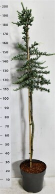 Cedrus libani 'Glauca' sur tige 90 cm C12