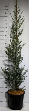 Cedrus libani 'Glauca' arbuste 175-200 cm C35