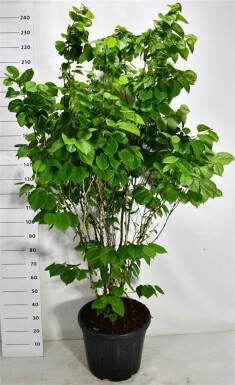 Cercis chinensis 'Avondale' arbuste 150-175 cm C55