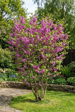 Cercis chinensis 'Avondale' arbuste 150-175 cm C55