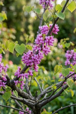 Cercis chinensis 'Avondale' arbuste 150-175 cm C55