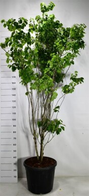 Cercis chinensis 'Shirobana' arbuste 175-200 cm C55