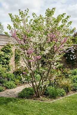 Cercis chinensis 'Shirobana' arbuste 175-200 cm C55