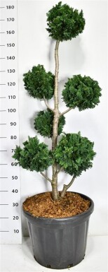 Chamaecyparis lawsoniana 'Wisselii' forme pompon 120-140 cm C45