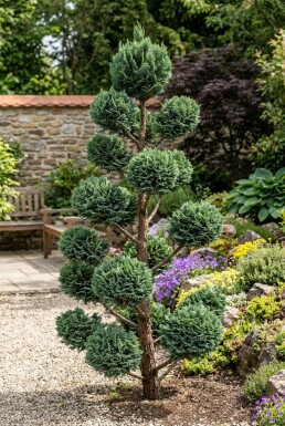 Chamaecyparis lawsoniana 'Wisselii' forme pompon 120-140 cm C45