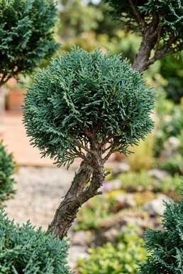 Chamaecyparis lawsoniana 'Wisselii' forme pompon 120-140 cm C45