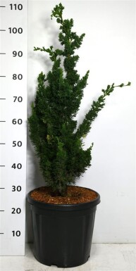 Chamaecyparis lawsoniana 'Wissel's Saguaro' arbuste 60-80 cm C18