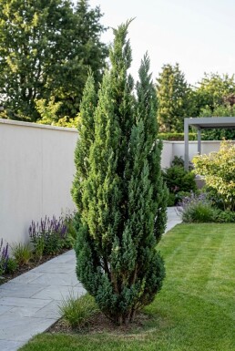 Chamaecyparis lawsoniana 'Wissel's Saguaro' arbuste 60-80 cm C18