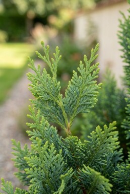 Chamaecyparis lawsoniana 'Wissel's Saguaro' arbuste 60-80 cm C18