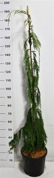 Chamaecyparis nootkatensis 'Moonshot' sur tige 125-150 cm C18