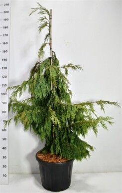 Chamaecyparis nootkatensis 'Pendula' arbuste 125-150 cm C35