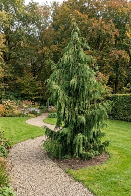 Chamaecyparis nootkatensis 'Pendula' arbuste 125-150 cm C35