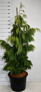 Chamaecyparis nootkatensis 'Pendula' arbuste 150-175 cm C45