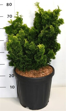 Chamaecyparis obtusa 'Aurora' arbuste 60-70 cm C18