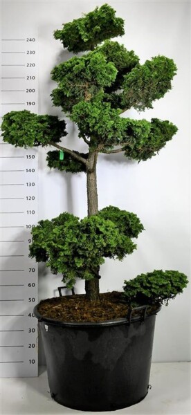 Chamaecyparis obtusa 'Contorta' bonsaï 175-200 cm C160
