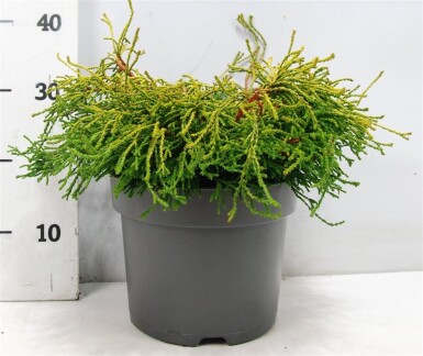 Chamaecyparis obtusa 'Gitte' arbuste 40-50 cm C7.5