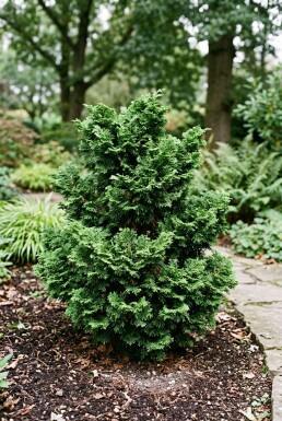 Chamaecyparis obtusa 'Gitte' arbuste 40-50 cm C7.5
