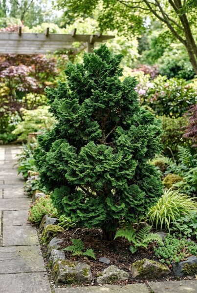 Chamaecyparis obtusa 'Nana Gracilis' arbuste 30-40 cm C18