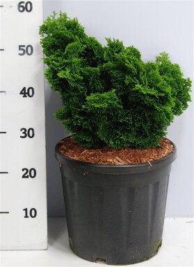 Chamaecyparis obtusa 'Nana Gracilis' arbuste 30-40 cm C18