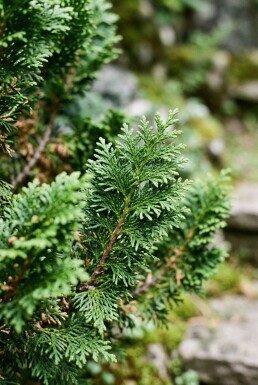 Chamaecyparis obtusa 'Nana Gracilis' arbuste 30-40 cm C18