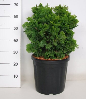 Chamaecyparis obtusa 'Nana Gracilis' arbuste 50-60 cm C18