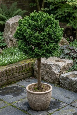 Chamaecyparis obtusa 'Nana Gracilis' sur tige 80 cm C18