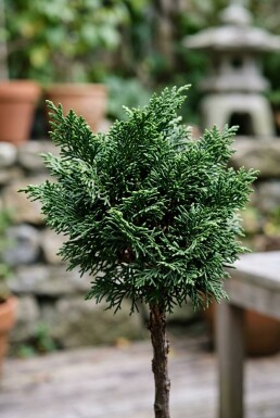 Chamaecyparis obtusa 'Nana Gracilis' sur tige 80 cm C18