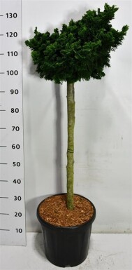 Chamaecyparis obtusa 'Nana Gracilis' sur tige 90 cm C18