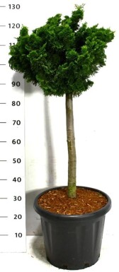 Chamaecyparis obtusa 'Nana Gracilis' sur tige 60 cm C25