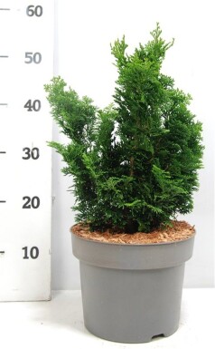 Chamaecyparis obtusa 'Nana Gracilis' arbuste 25-30 cm C5