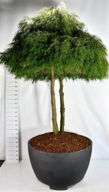 Chamaecyparis pisifera 'Filifera Nana' multicaule 250-275 cm C670