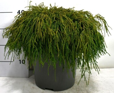 Chamaecyparis pisifera 'Filifera Nana' arbuste 60-70 cm C12