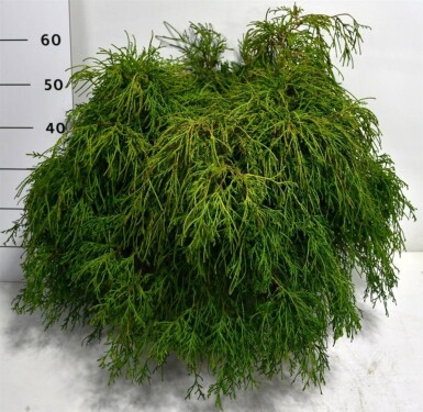 Chamaecyparis pisifera 'Filifera Nana' arbuste 60-80 cm C12