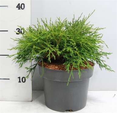Chamaecyparis pisifera 'Filifera Nana' arbuste 30-40 cm C5