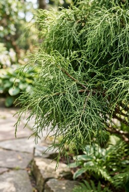 Chamaecyparis pisifera 'Filifera Nana' arbuste 40-50 cm C5