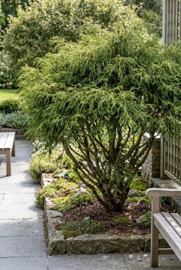 Chamaecyparis pisifera 'Filifera Nana' arbuste 40-50 cm C7.5