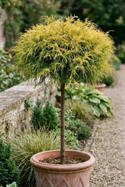 Chamaecyparis pisifera 'Sungold' sur tige 75 cm C13