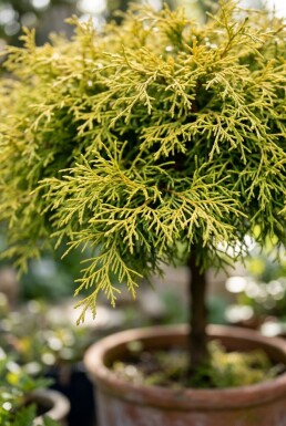 Chamaecyparis pisifera 'Sungold' sur tige 75 cm C13