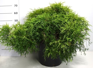 Chamaecyparis pisifera 'Sungold' arbuste 70-80 cm C25