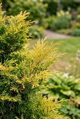 Chamaecyparis pisifera 'Sungold' arbuste 70-80 cm C25