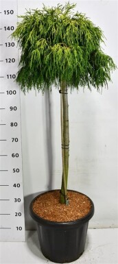 Chamaecyparis pisifera 'Sungold' sur tige 90 cm C25