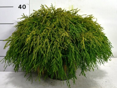 Chamaecyparis pisifera 'Sungold' arbuste 35-40 cm C5