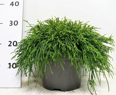 Chamaecyparis pisifera 'Sungold' arbuste 40-50 cm C5
