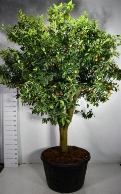 Citrus nobilis sur tige 70 cm C230