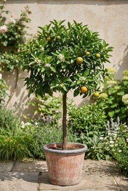 Citrus nobilis sur tige 70 cm C230
