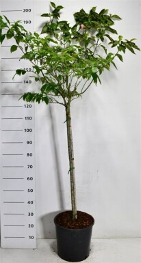 Cornus florida 'Rubra' sur tige 100 cm C18